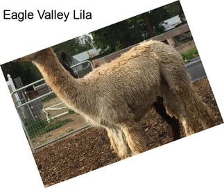 Eagle Valley Lila