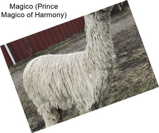 Magico (Prince Magico of Harmony)