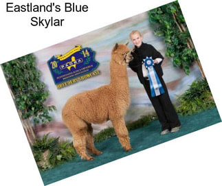 Eastland\'s Blue Skylar