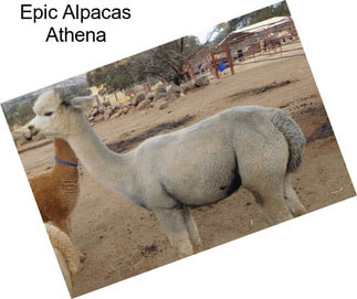 Epic Alpacas Athena