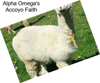 Alpha Omega\'s Accoyo Faith