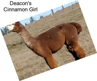 Deacon\'s Cinnamon Girl