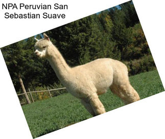 NPA Peruvian San Sebastian Suave