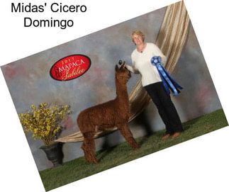 Midas\' Cicero Domingo