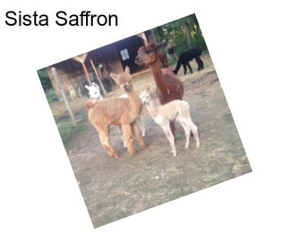 Sista Saffron