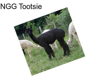 NGG Tootsie