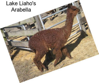Lake Liaho\'s Arabella