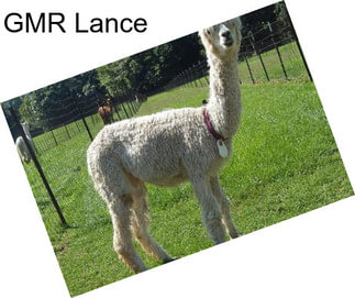 GMR Lance