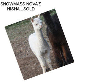 SNOWMASS NOVA\'S NISHA...SOLD