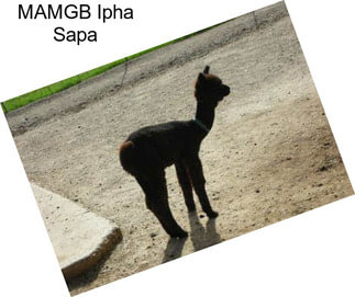 MAMGB Ipha Sapa