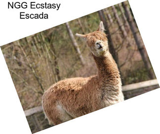 NGG Ecstasy Escada