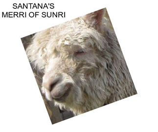 SANTANA\'S MERRI OF SUNRI