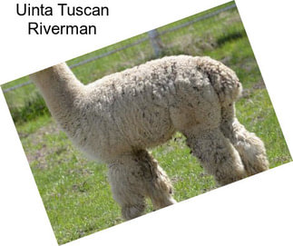 Uinta Tuscan Riverman