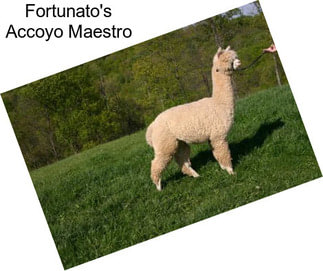 Fortunato\'s Accoyo Maestro