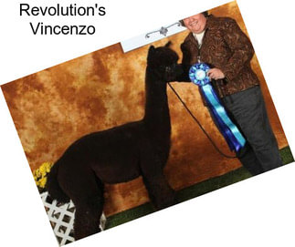 Revolution\'s Vincenzo