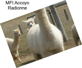 MFI Accoyo Radionne