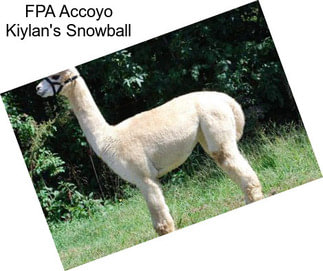 FPA Accoyo Kiylan\'s Snowball