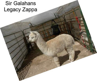 Sir Galahans Legacy Zappa