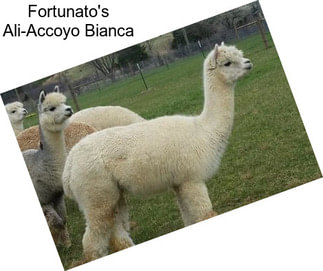 Fortunato\'s Ali-Accoyo Bianca