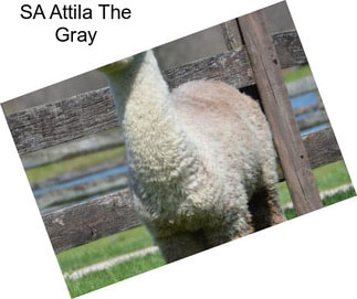 SA Attila The Gray