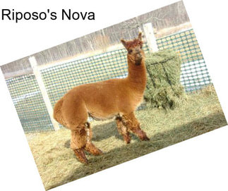 Riposo\'s Nova