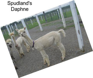 Spudland\'s Daphne