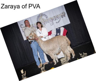 Zaraya of PVA