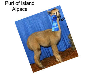 Purl of Island Alpaca