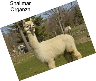 Shalimar Organza