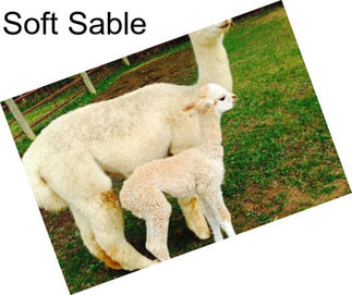 Soft Sable