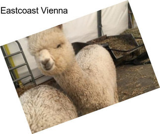 Eastcoast Vienna