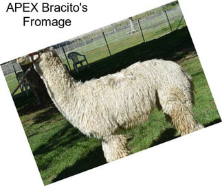 APEX Bracito\'s Fromage