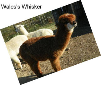 Wales\'s Whisker