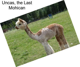 Uncas, the Last Mohican