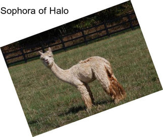 Sophora of Halo