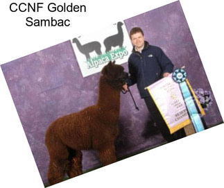 CCNF Golden Sambac