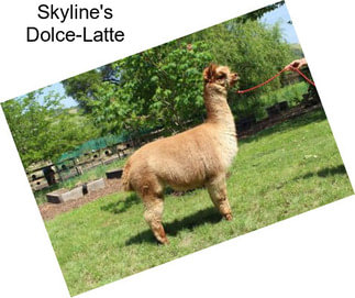 Skyline\'s Dolce-Latte