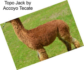 Topo Jack by Accoyo Tecate