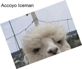 Accoyo Iceman
