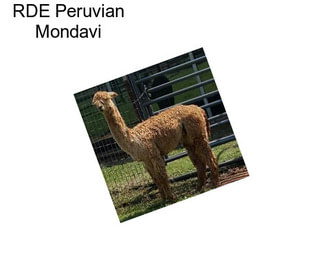 RDE Peruvian Mondavi