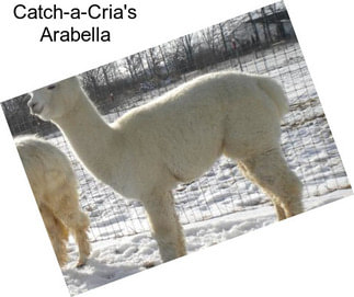 Catch-a-Cria\'s Arabella