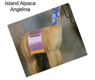 Island Alpaca Angelina