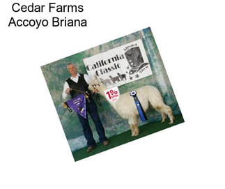 Cedar Farms Accoyo Briana
