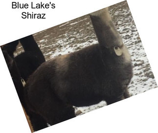 Blue Lake\'s Shiraz