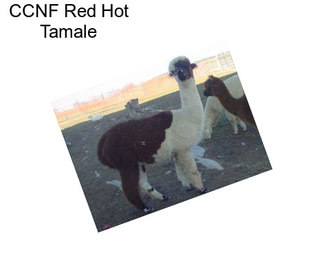 CCNF Red Hot Tamale