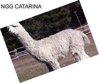 NGG CATARINA