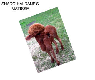 SHADO HALDANE\'S MATISSE