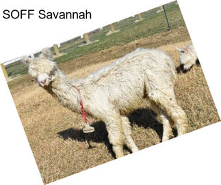 SOFF Savannah