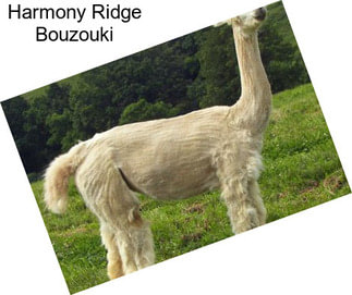 Harmony Ridge Bouzouki