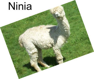 Ninia